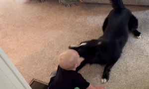 Border Collie Entertains Baby Baby Brother