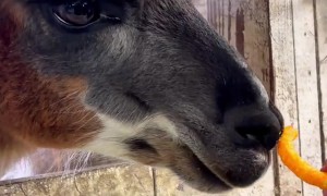 Llamas Say No to Cheetos