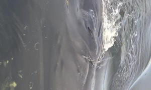 Humpback Sighting in Ketchikan, Alaska Cruise Ship Harbor