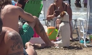 Funny Dog Sits Up at the Beach