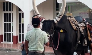 Enlarging a Bull's Horns for the Vibes