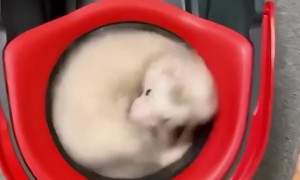 Ferret Rides on a Mop Merry-Go-Round