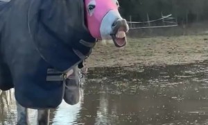 Masked Horse Has Silly Malfunction