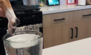 Revenge for When Someone Calls Your Dog a Rat