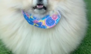 Round and Fluffy Dog