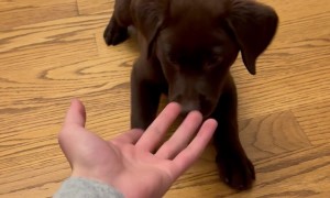 My Puppy's Favorite Treat is Fingers