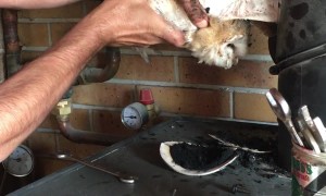 Baby Barn Owl Rescued From Chimney