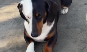 Vicco the Dachshund With Heterochromia