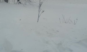 Squirrel Pops Up From Snow