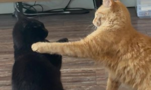 Orange Cat Annoys Void Cat to No End