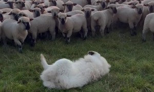 Whole Herd Gathers to  Watch Goofy Livestock Guardian  Dog