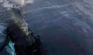 Dolphins Riding the Bow Wave of Our Sailboat