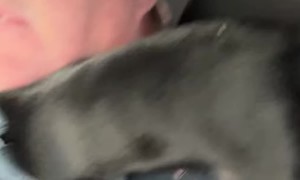 Bonnie Defeats Another Quarter Zip