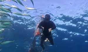 Moalboal Sardine Run in Cebu, Philippines