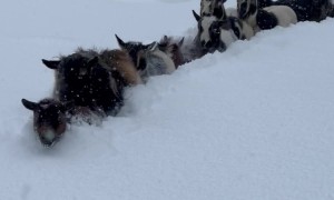 Goats Trudge Through Deep Snow