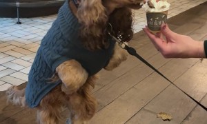 Cocker Spaniel Eats Pup Cup Like Dinosaur