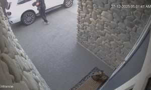 Security Footage of a Cat Chasing a Bird