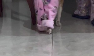 Dog and Owner Have a PJ Party