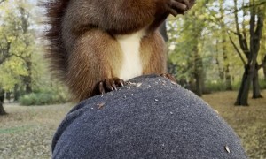 Trained Squirrel Eats on Man's Head