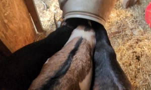 Stuck Goats Form Reverse Cerberus