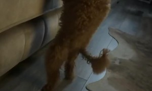 Poodle Moondances Off Couch