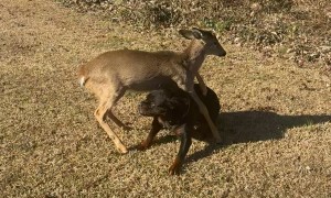 Rottweiler and Young White-Tailed Deer Playing  Together