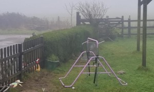 Border Collie Beat Dog-Proofing Hedges