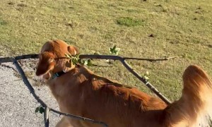 Golden Retriever's Stick of the Day