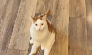 Cute Cat Charles Sit and Waits to Be Loved