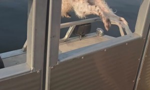 The Day Gretchey Went for a Swim Without Permission!