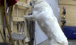 Great Pyrenees Dog Opens Garage Door and Escapes on Security Camera