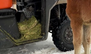 Australian Shepherd Meets a Young Foal