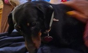 Dachshund Nuzzling for More Pets