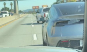 Loose Dog on the Freeway