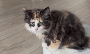 Kitten riding a robot vacuum cleaner