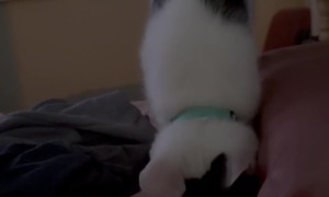 Meowyonce Makes Rhythmic Biscuits