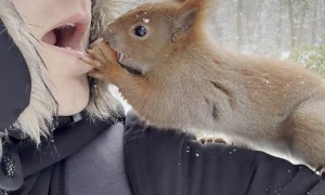 Man Passes a Nut to a Squirrel Mouth to Mouth