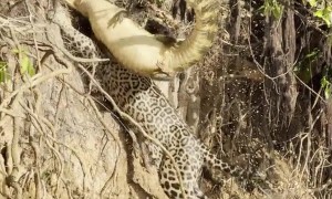 Jaguar Drags Massive Caiman Alligator Up a Steep Bank