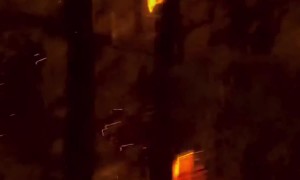 Tree Burning From the Inside Out