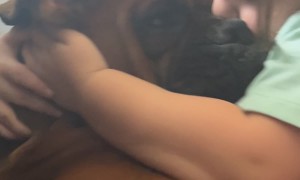 Young Daughter Loves On Boxer Dog