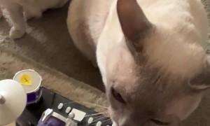 Nimbus the Cat Has the Rhythm