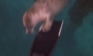 Unexpected Visitor Below the Surface