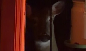 Deer Caught Stealing From Bird Feeder