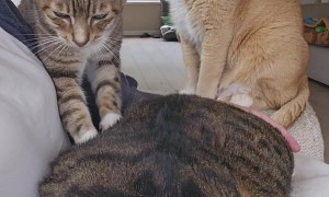 The Kitty Massage Bar