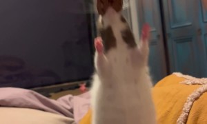 Pet Rat Clings to Snack