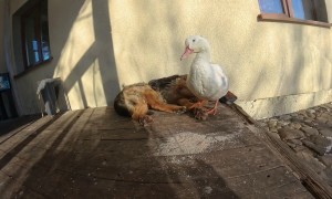 German Shepherd and Duck Rest Together in the Sun