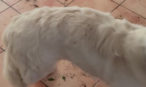 Proud Puppy Redecorated the House