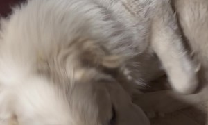 Puppy Puts in Work for a Comfortable Spot to Sleep