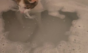 Cat Carefully Pats Bubble Bath