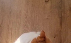 Cat Purrs While Owner Spins Him